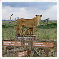 Leoni Parchi Naturali dintorni Nairobi