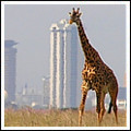 Giraffa nei pressi della Città di Nairobi